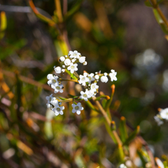 Logania linifolia (Logania linifolia)