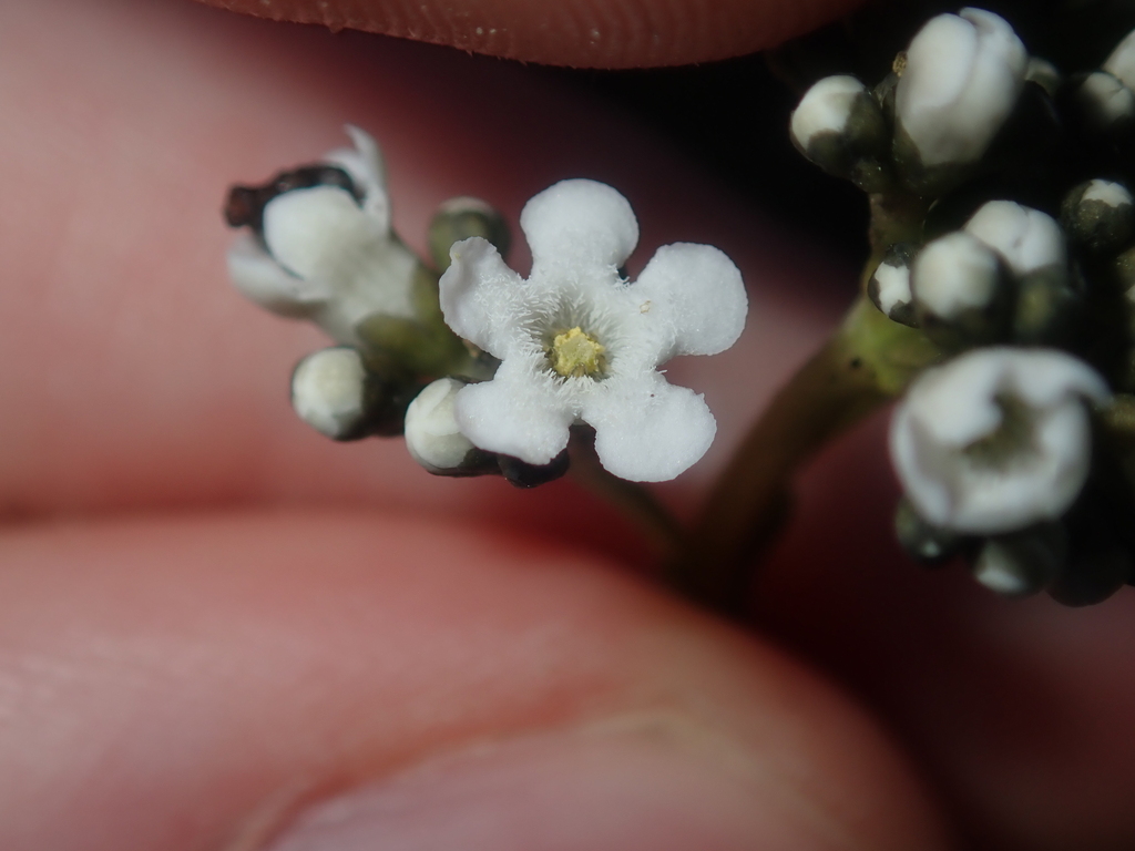 Logania litoralis (Logania litoralis)