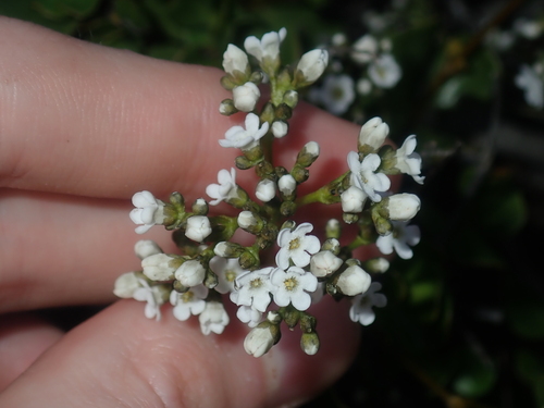 Logania litoralis (Logania litoralis)
