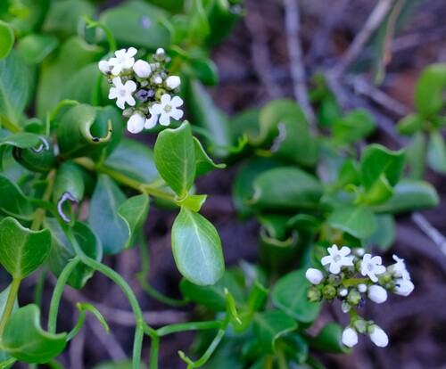 Logania litoralis (Logania litoralis)