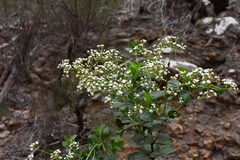 Logania litoralis (Logania litoralis)