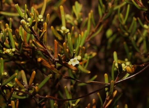 Logania micrantha (Logania micrantha)