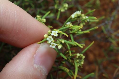 Logania micrantha (Logania micrantha)