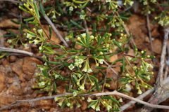 Logania micrantha (Logania micrantha)