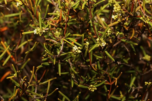Logania micrantha (Logania micrantha)