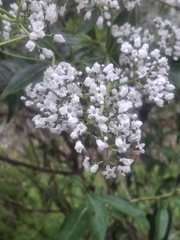 Logania saxatilis (Logania saxatilis)