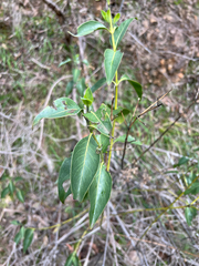Logania saxatilis (Logania saxatilis)
