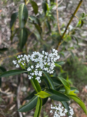 Logania saxatilis (Logania saxatilis)