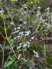 Logania saxatilis (Logania saxatilis)