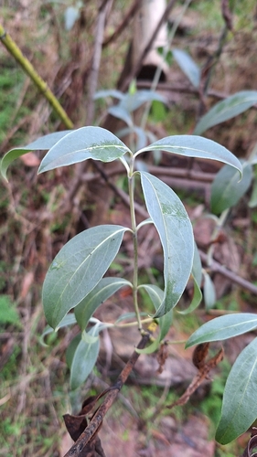 Logania saxatilis (Logania saxatilis)
