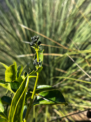 Logania saxatilis (Logania saxatilis)