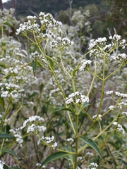 Logania saxatilis (Logania saxatilis)