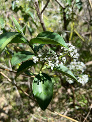 Logania saxatilis (Logania saxatilis)