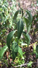 Logania saxatilis (Logania saxatilis)