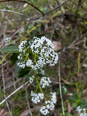 Logania saxatilis (Logania saxatilis)