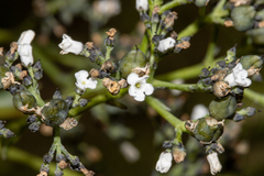 Logania saxatilis (Logania saxatilis)