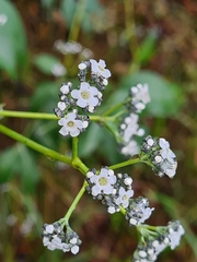 Logania saxatilis (Logania saxatilis)