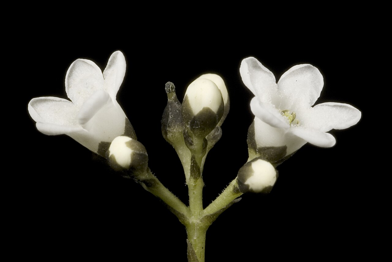 Logania vaginalis: KRT3309