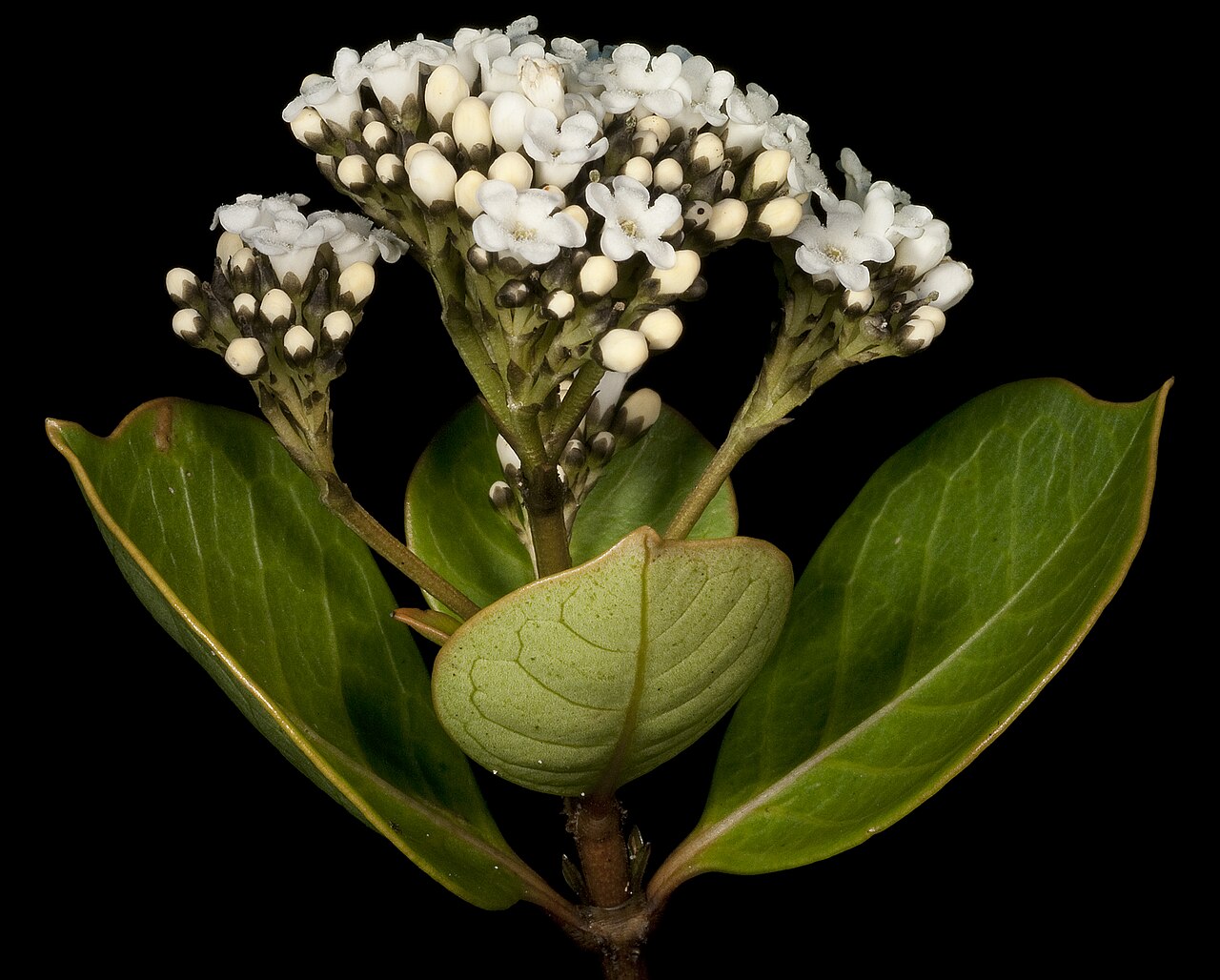 Logania vaginalis: KRT4297