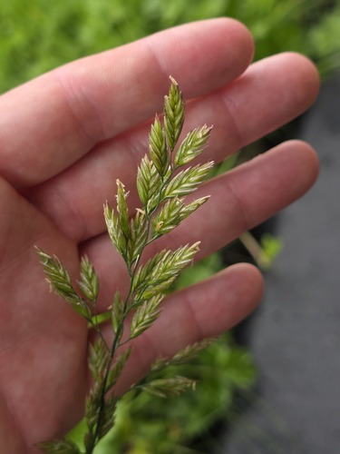 Tall fescue (Lolium arundinaceum)