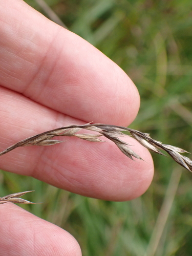 Tall fescue (Lolium arundinaceum)