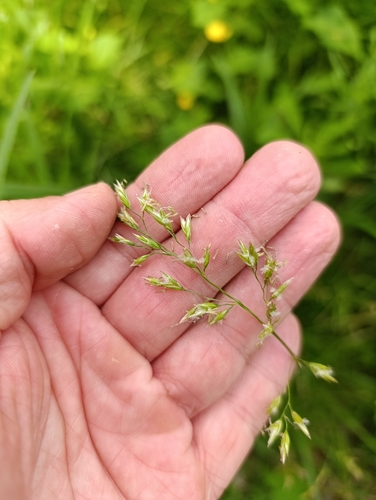 Tall fescue (Lolium arundinaceum)