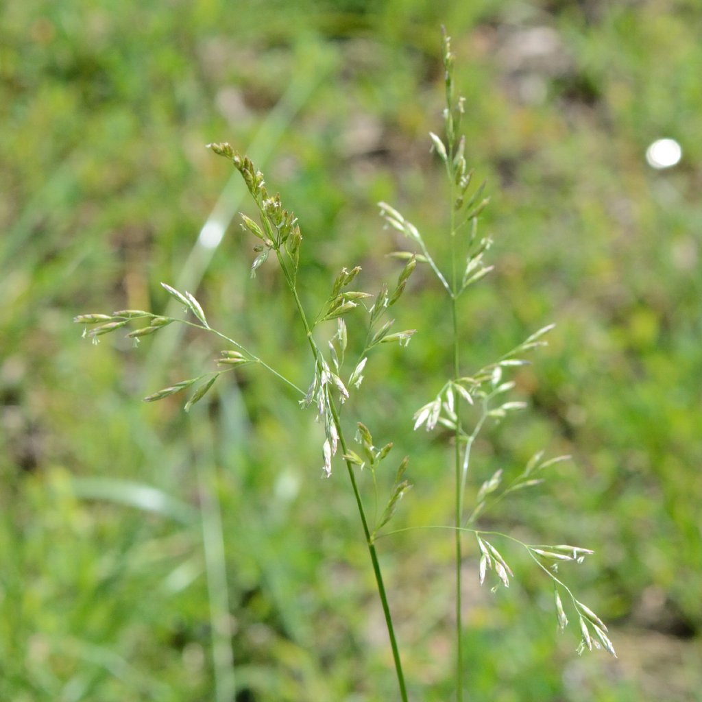 Tall fescue (Lolium arundinaceum)