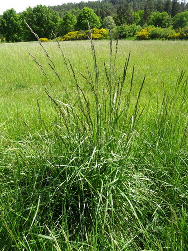 Tall fescue (Lolium arundinaceum)