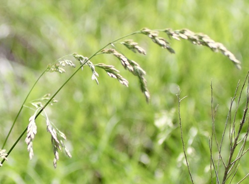 Tall fescue (Lolium arundinaceum)