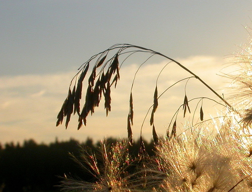 Tall fescue (Lolium arundinaceum)