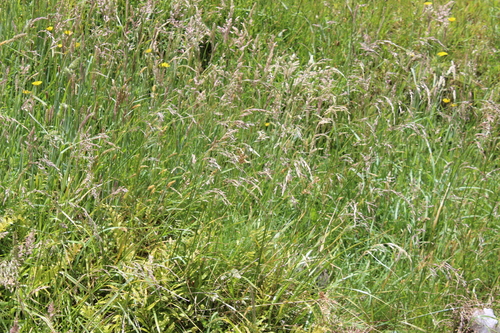 Tall fescue (Lolium arundinaceum)