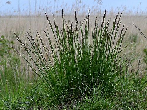 Tall fescue: Festuca arundinacea in Koszalin Jamno, NW Poland