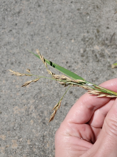 Tall fescue (Lolium arundinaceum)