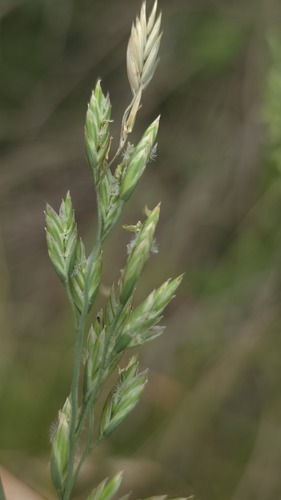 Tall fescue (Lolium arundinaceum)