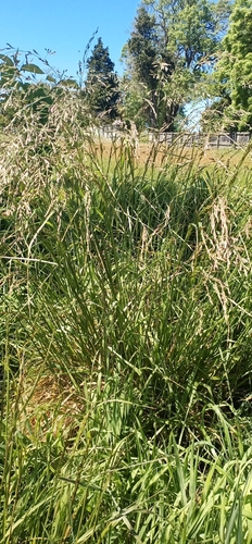 Tall fescue (Lolium arundinaceum)