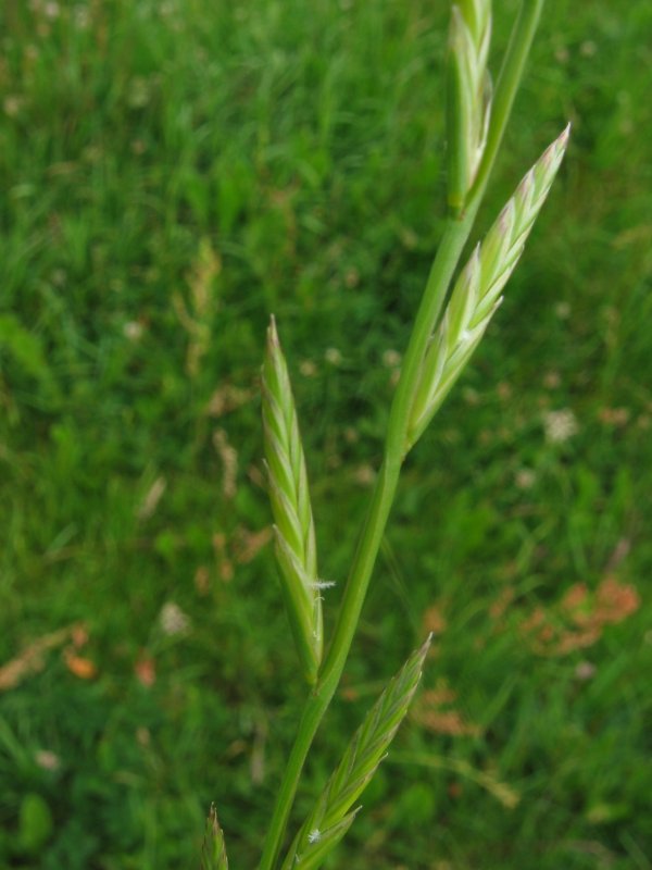 Italian rye grass: Welsches Weidelgras ( Lolium multiflorum ), Gragetopshof