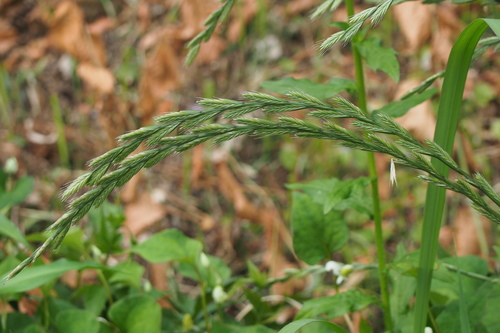 Italian rye grass (Lolium multiflorum)