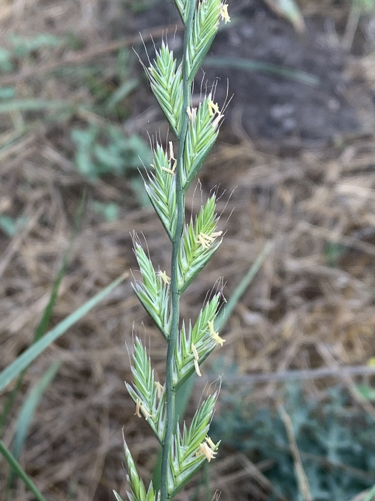 Italian rye grass (Lolium multiflorum)