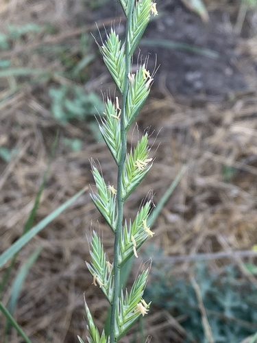 Italian rye grass (Lolium multiflorum)