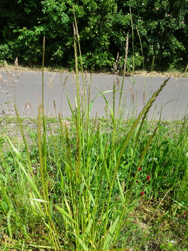 Italian rye grass (Lolium multiflorum)