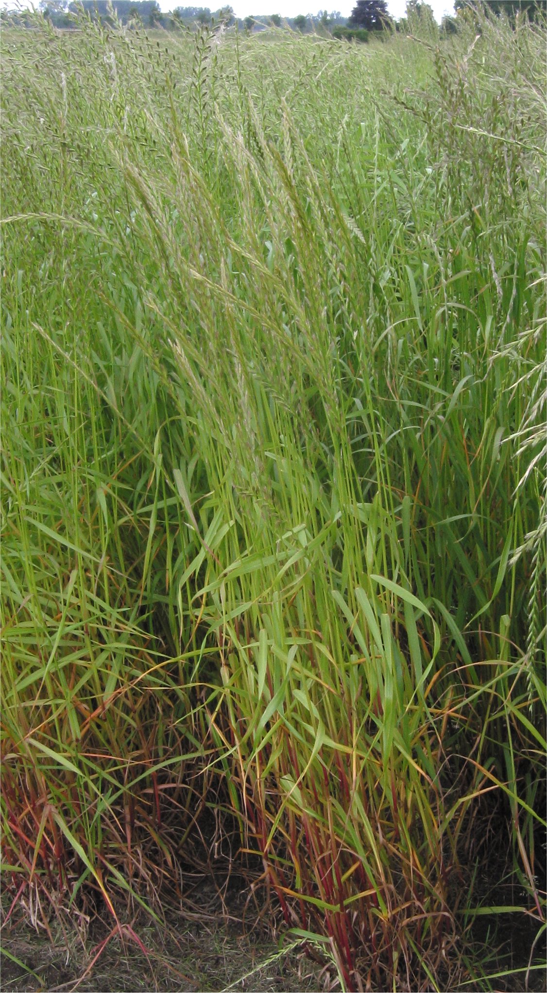 Italian rye grass: (nl:Italiaans raaigras) Lolium multiflorum;