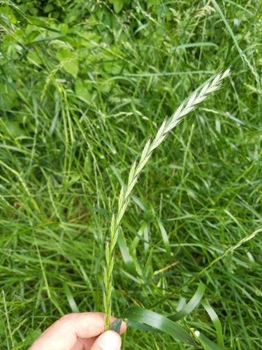 Italian rye grass (Lolium multiflorum)