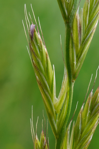 Italian rye grass (Lolium multiflorum)
