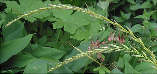 Italian rye grass (Lolium multiflorum)
