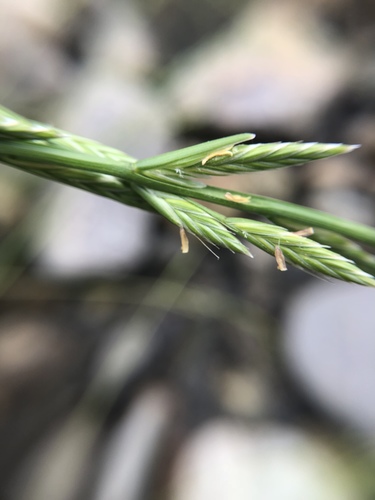Italian rye grass (Lolium multiflorum)