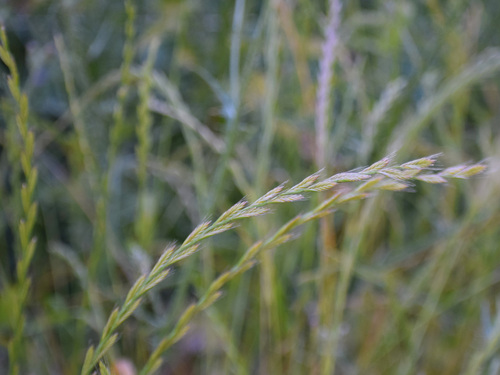 Italian rye grass (Lolium multiflorum)