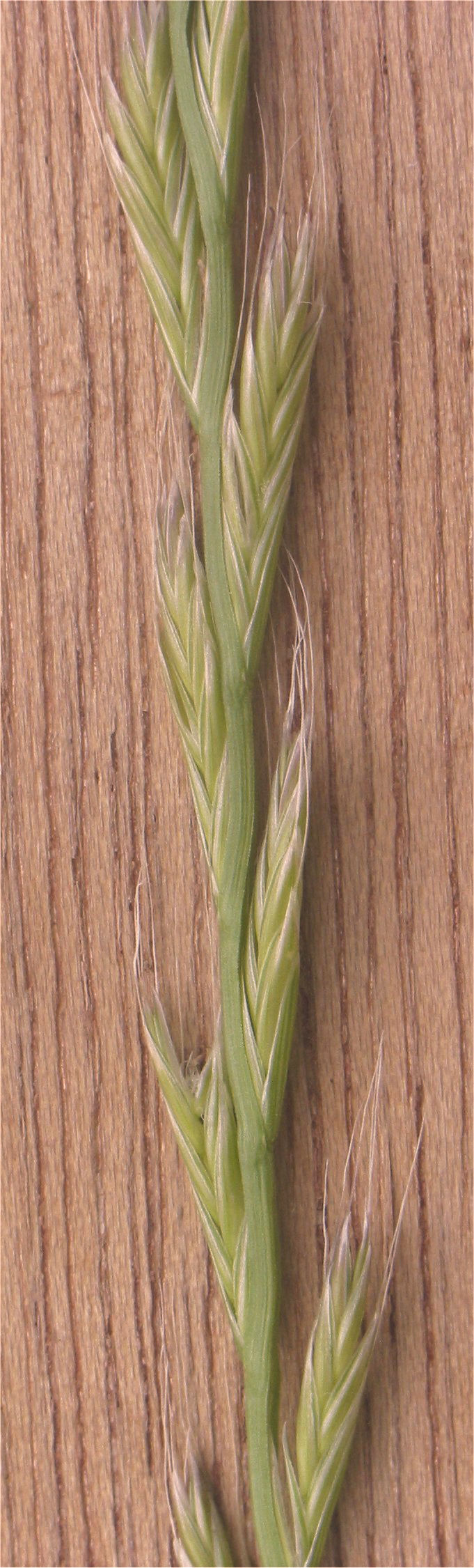 Italian rye grass (Lolium multiflorum)