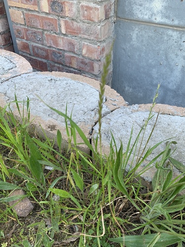 Italian rye grass (Lolium multiflorum)