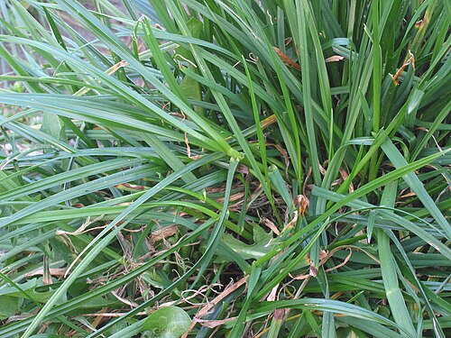 Perennial ryegrass: (nl: Engels raaigras spruiten) Lolium perenne tillers;