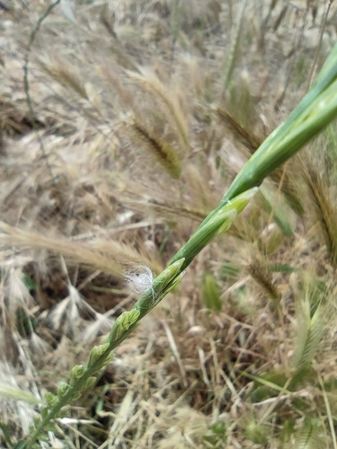 Perennial ryegrass (Lolium perenne)